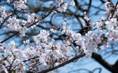 广州选日本留学中介 这些要点需牢记